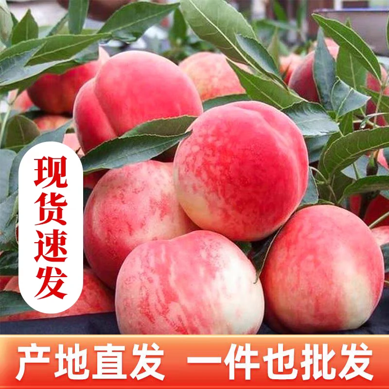 现摘现发脆甜多汁水蜜桃应季新鲜水果产地直发