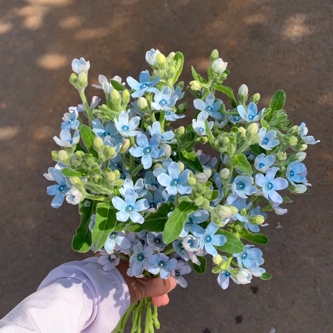 【LOVE|蓝星花】新手友好 可爱灵动 花期长 鲜切花直播间现场卖花