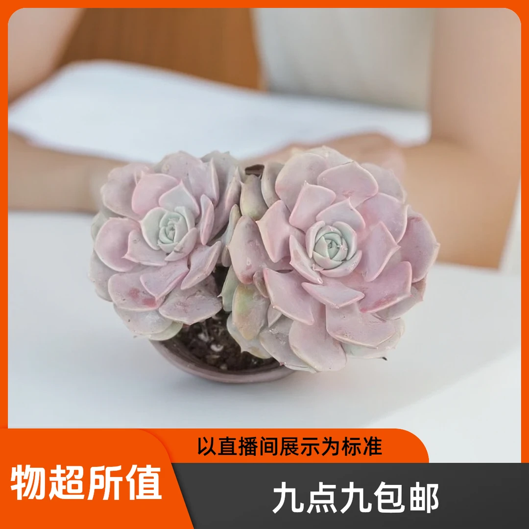 粉蝶多肉（九点九包邮）以直播间实物为标准