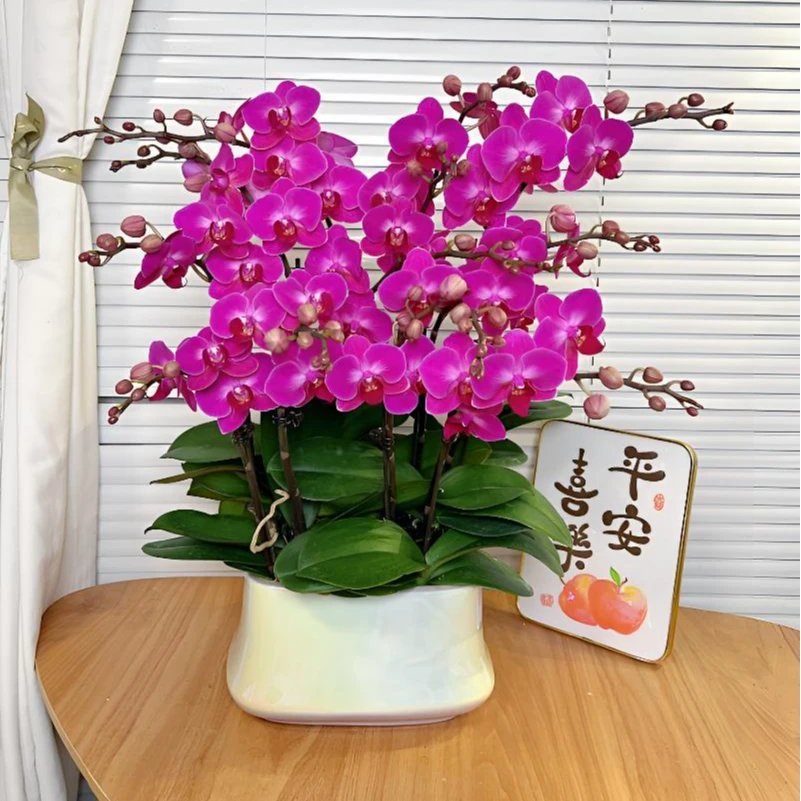 【幸福仙女-蝴蝶兰】高端鲜花 送礼 家居摆件 基地直发