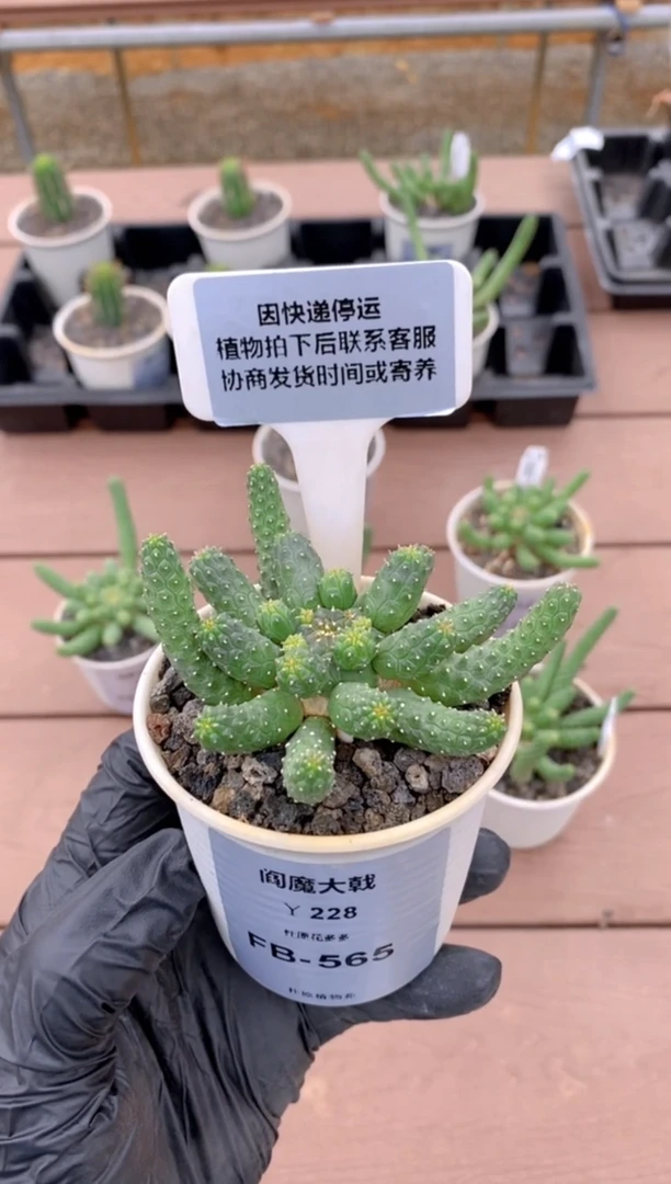 【闪购商品】阎魔大戟FB-565