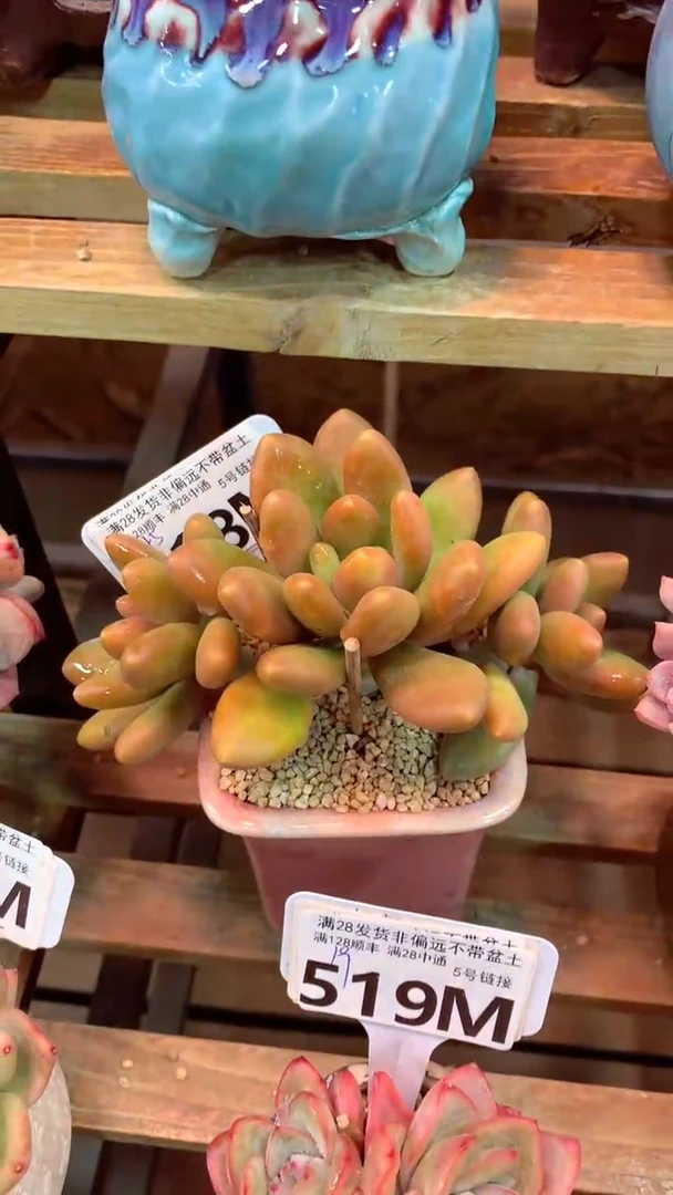 518M（一物一拍，精品多肉，所见即所得 ）