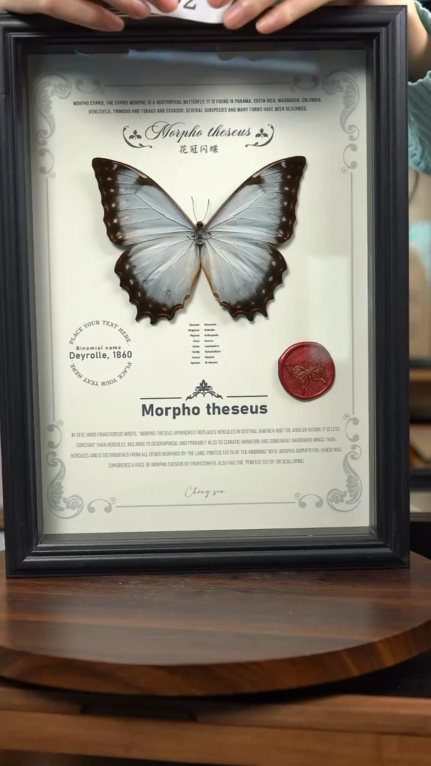 蝴蝶标本摆件竞拍c92