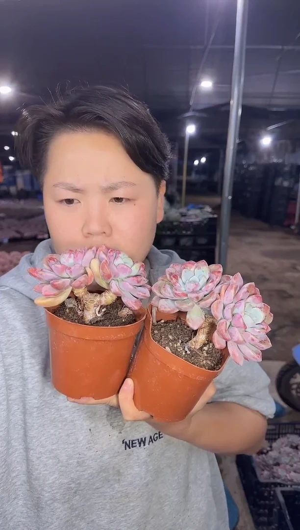 双头起花斑露2颗 5