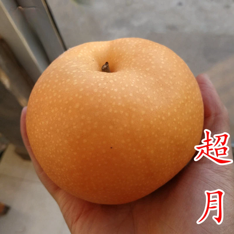 【超月梨苗】新品种品质媲美秋月抗木栓口感好大果创造新华梨树苗