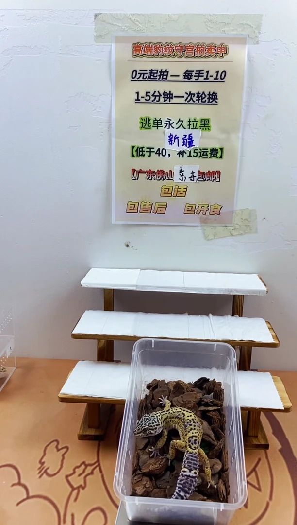 豹纹守宫豹纹守宫幼苗亚成体成体肥尾