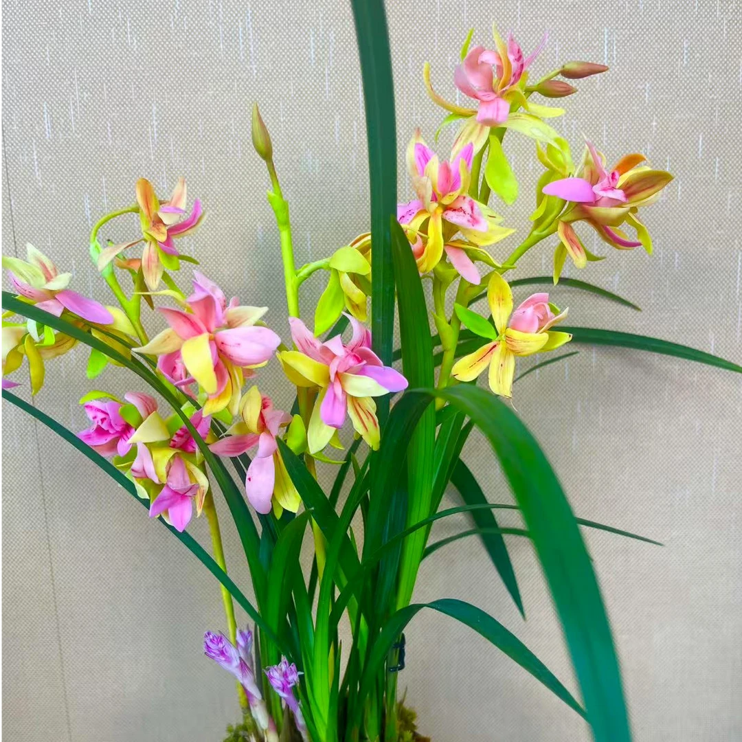 兰花 建兰铭品 【富贵牡丹带多花苞】带陶瓷花盆 室内浓香好养精品