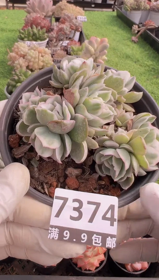 【闪购商品】信福多肉一物一拍