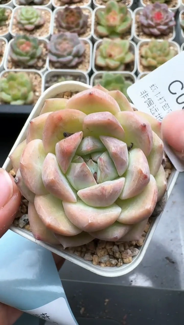 082C云禹多肉植物 带盆土纸巾打包 3颗包邮