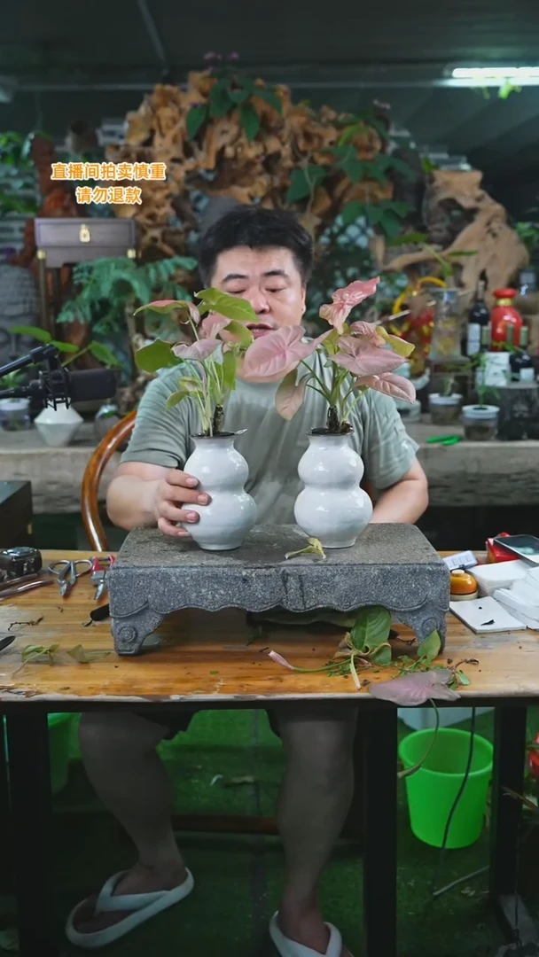 当前无花栽培后可以开花红粉佳人214T