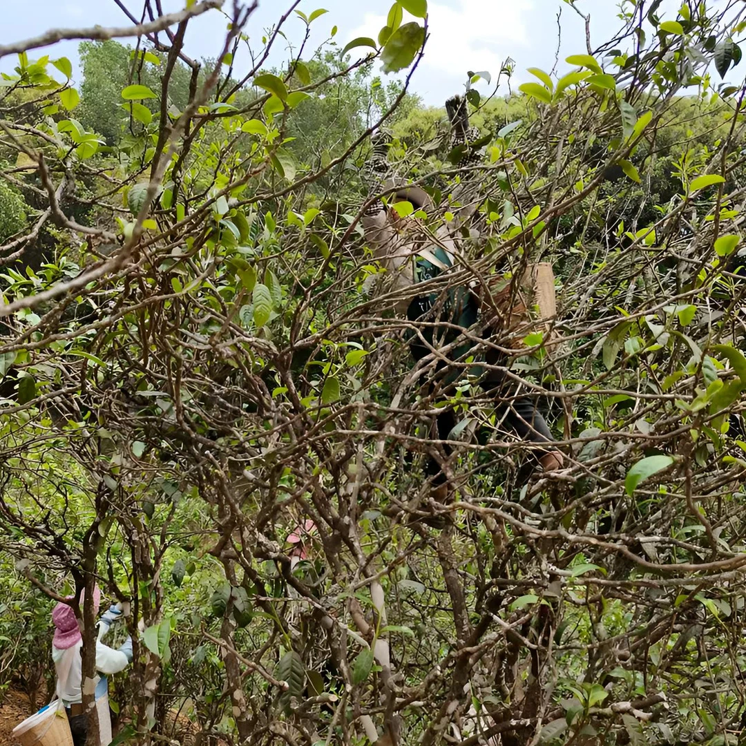 云南普洱生茶2025古树头春散料 正气塘