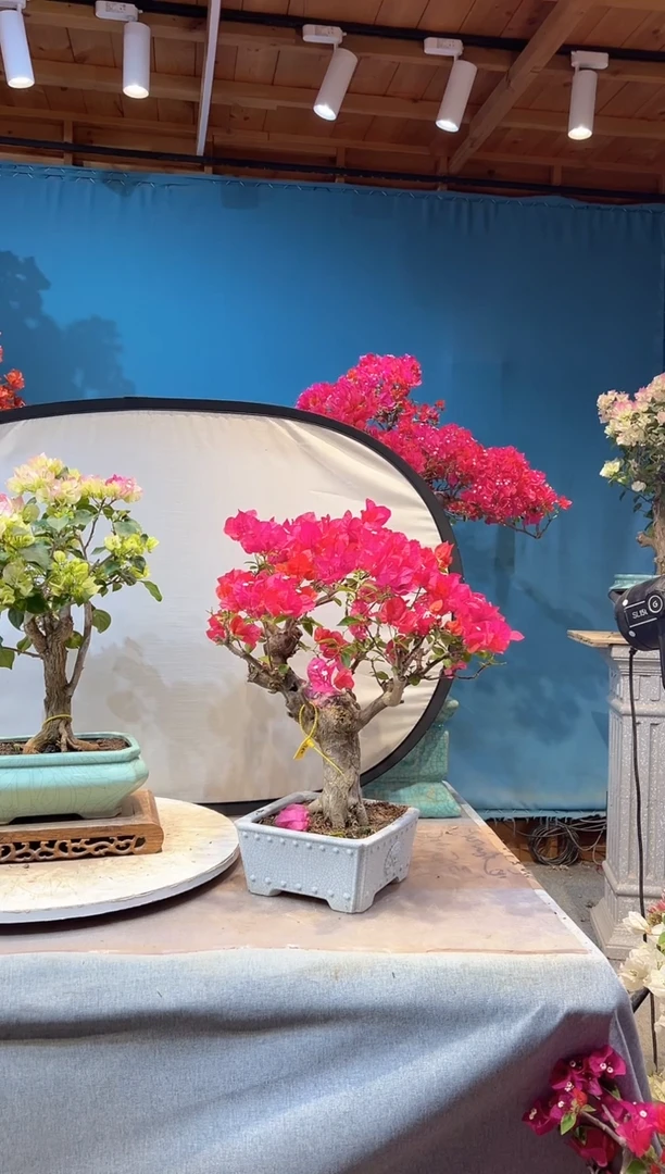 大量花朵（建议范围：8朵-15朵 或40%以上）同安红 三角梅