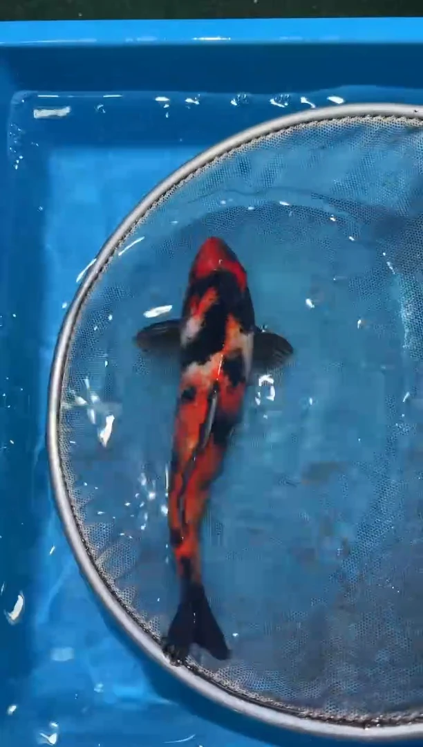 锦鲤点关注右下角竞拍链接出价