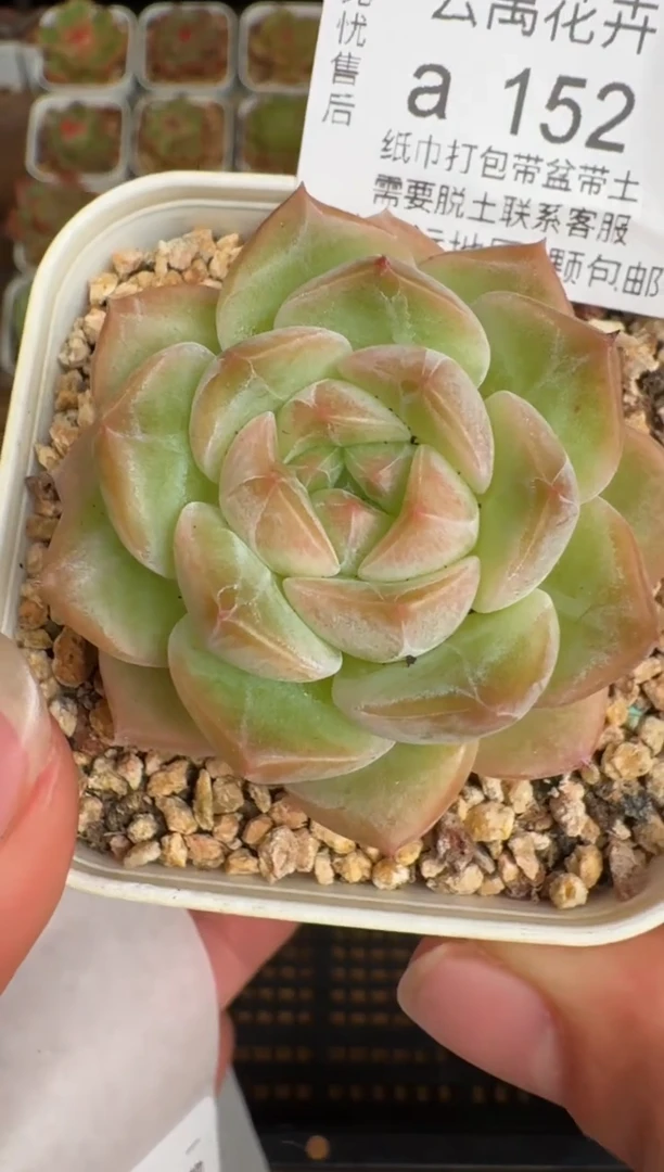 152a珍妮多肉(6.5cm杯）一物一拍 带盆土发