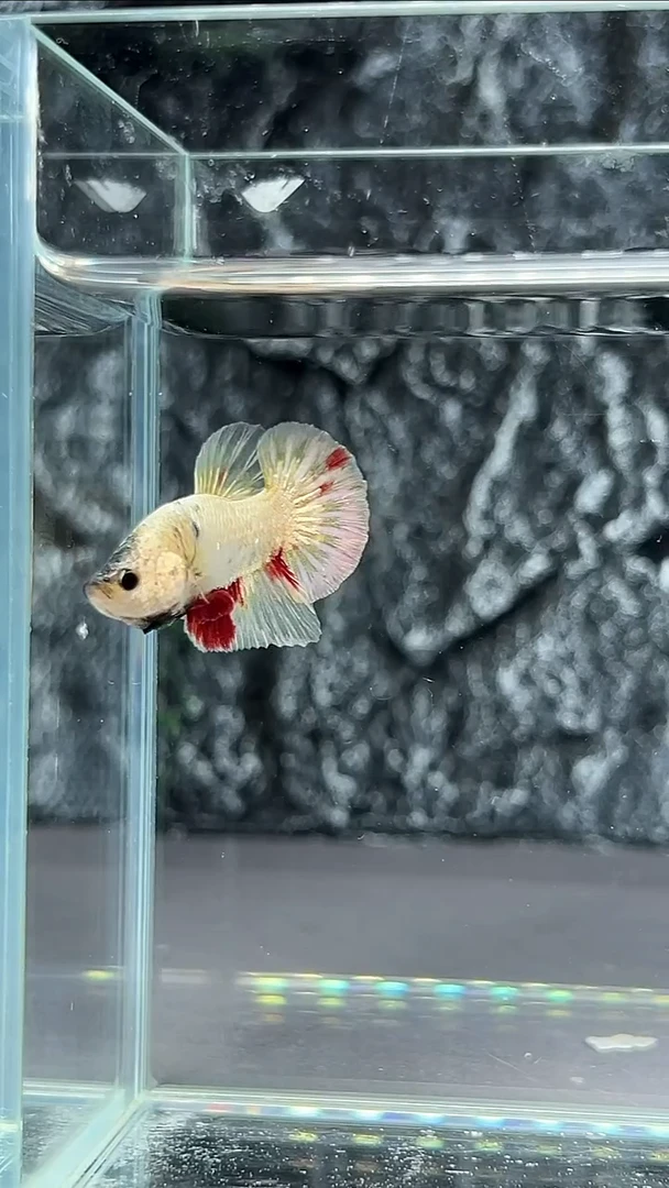 斗鱼竞拍链接A031