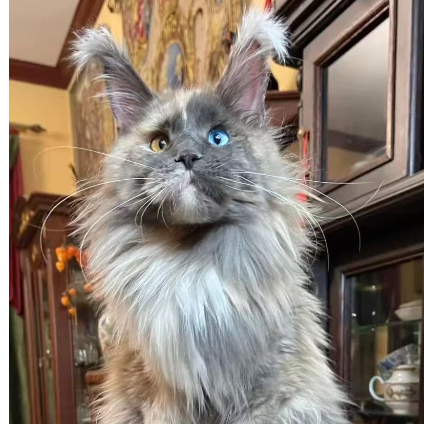 精品缅因猫幼崽活体