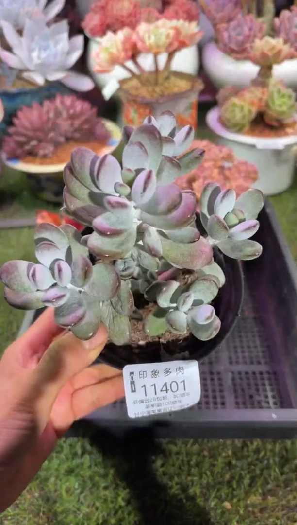 【闪购商品】11401