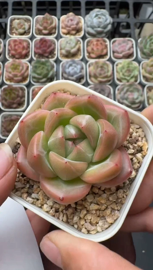 607M带盆土发 当场拍3颗以上包柚 多肉植物 一物一拍
