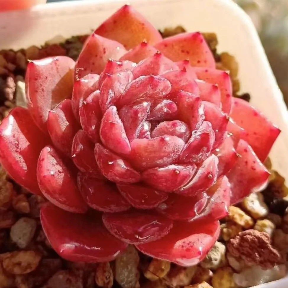 【恩宠，满9.9包邮】雅情园艺多肉植物6-7厘米左右