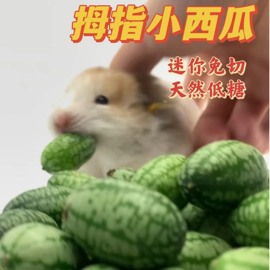 小天鼠拇指小西瓜仓鼠零食躺手神器金丝熊补充维生素营养水果粮食