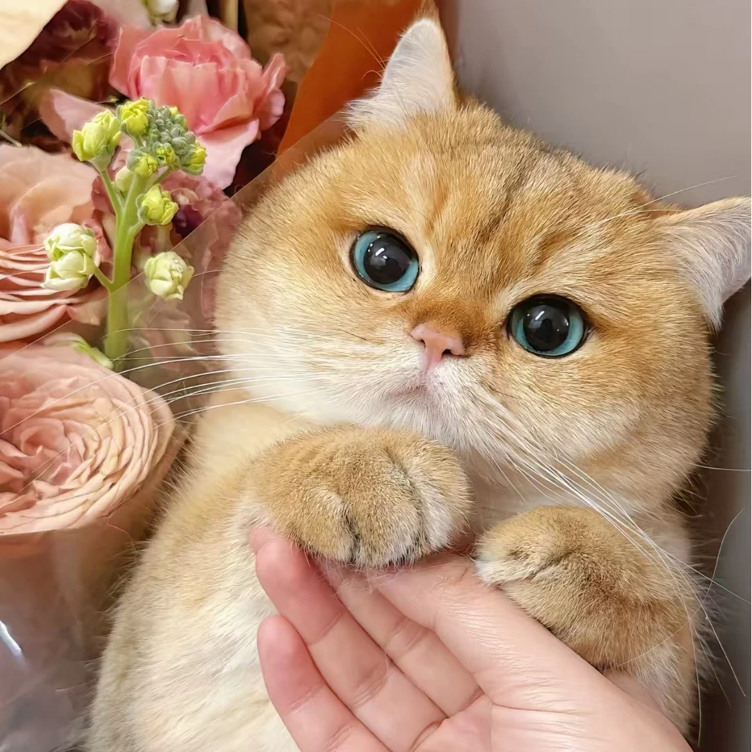 【大硕家的猫】猫咪全品种