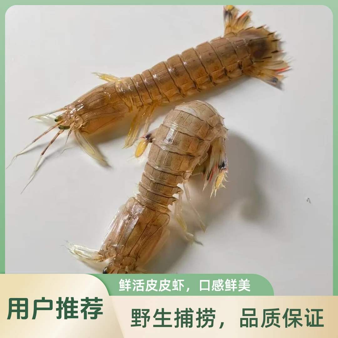 缺氧的皮皮虾98米3斤带回家，新鲜发货不保活