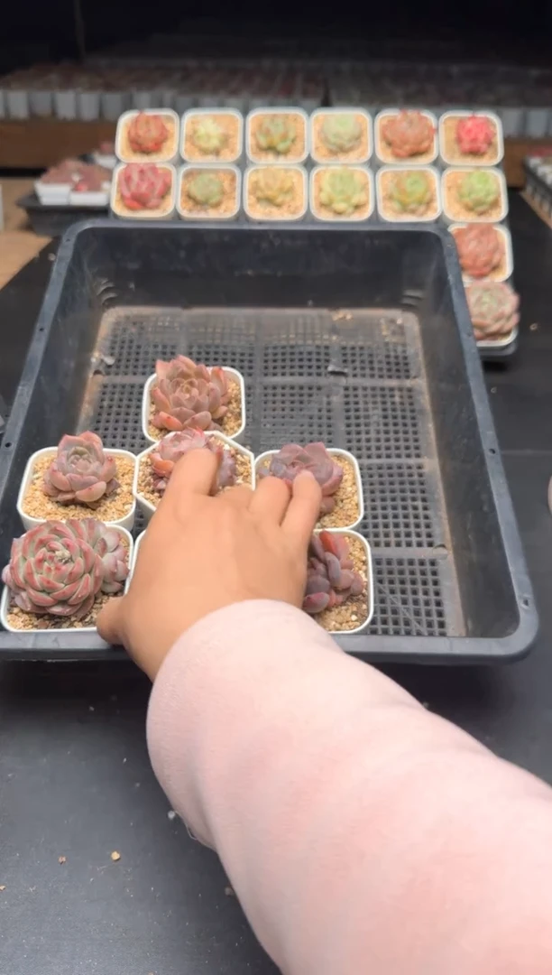 【闪购商品】3颗6.9 3颗3.9 30个盒子