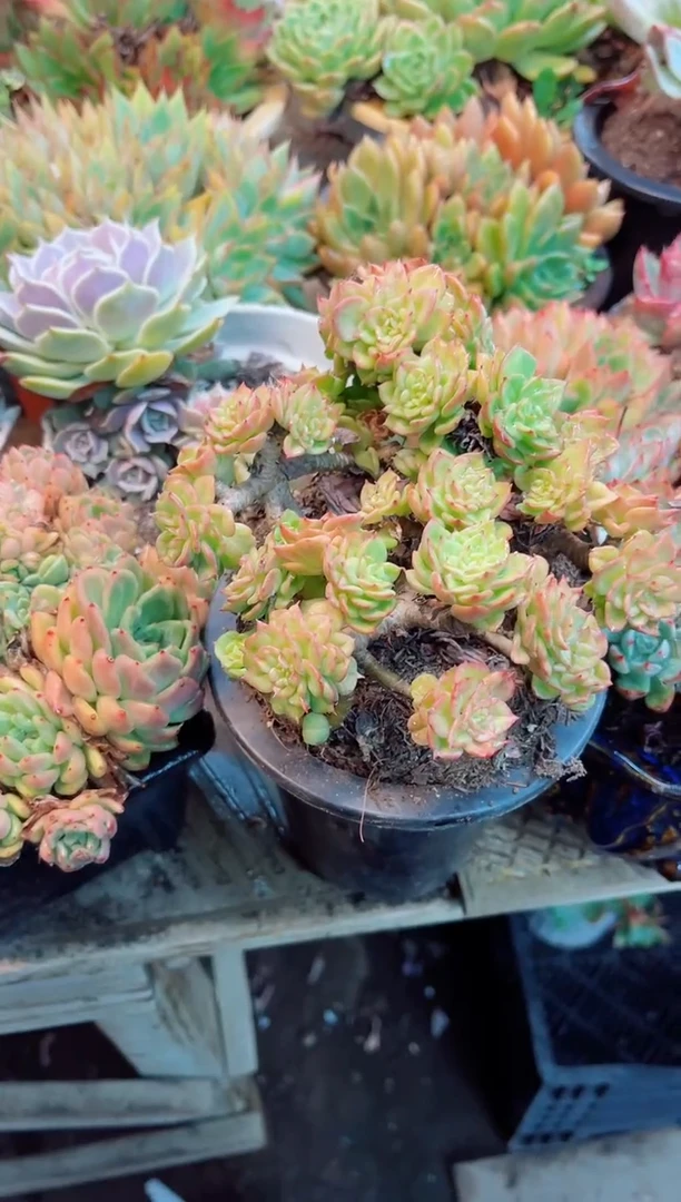 旺**被23075多肉植物一物一拍