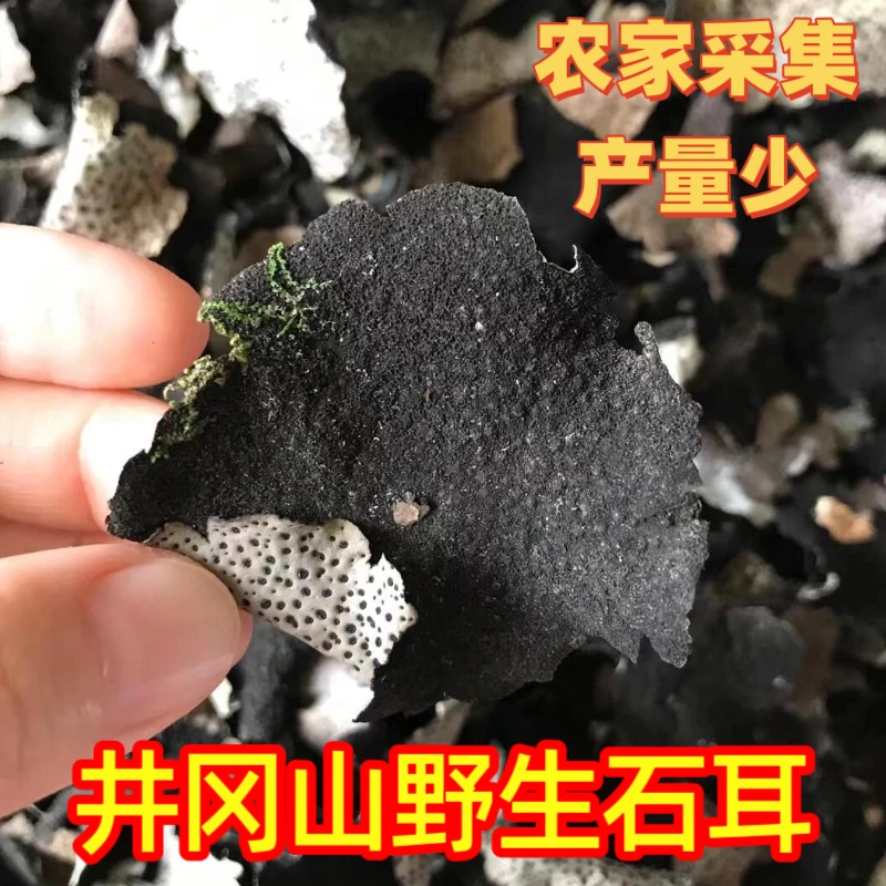 井冈山高山石耳高山岩耳石菇石壁花炖汤煲汤天然干货