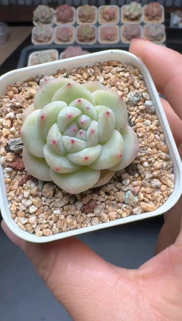 【闪购商品】464A号一物一拍多肉花卉植物拍3颗起发