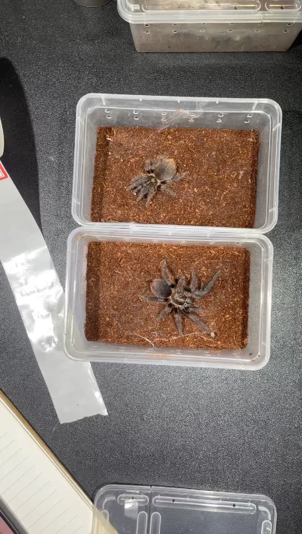 跳蛛金辉7-8cm一对