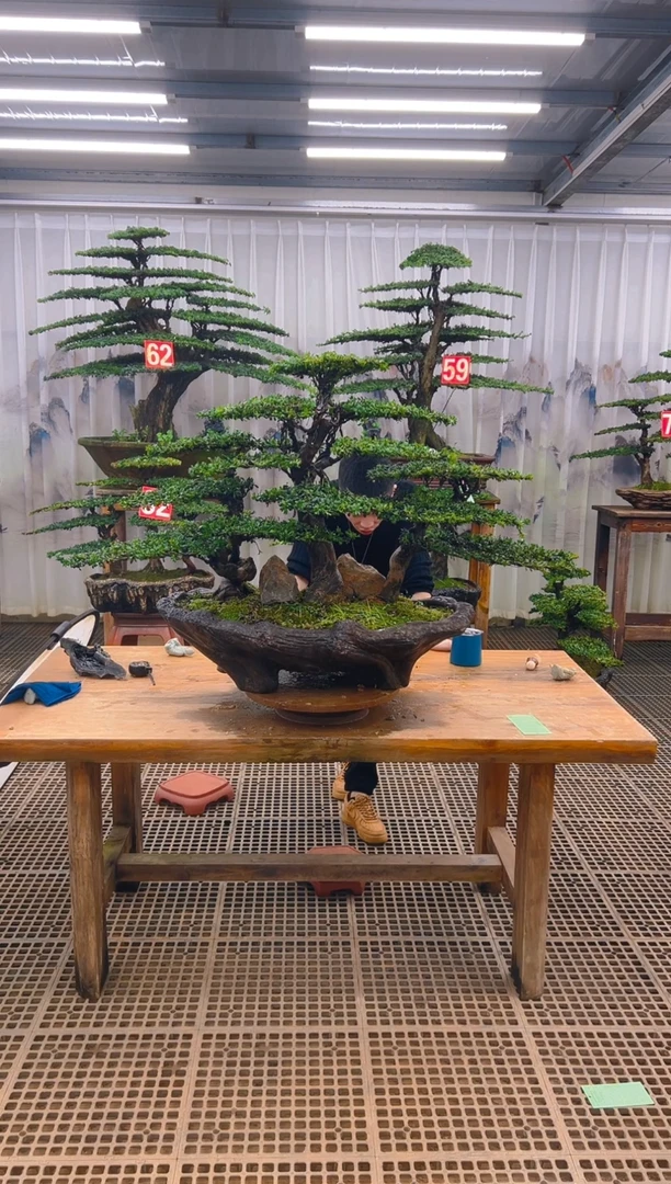 无花朵晴***?精品盆景直播间一物一拍