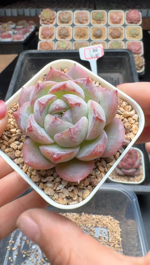 【闪购商品】194号 珍妮杂交多肉 花卉植物