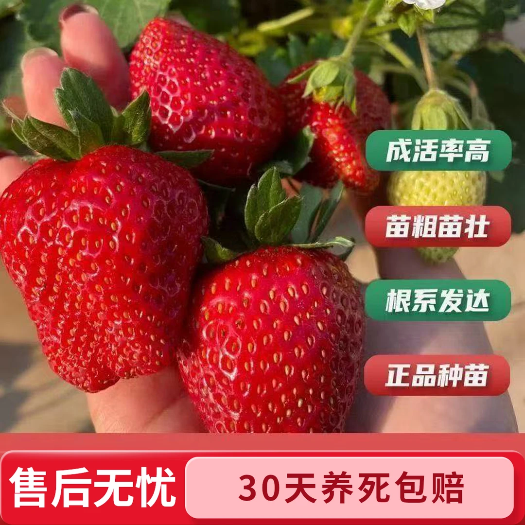【买5棵送5棵】草莓苗盆栽好养活红颜奶油品种带土易种植好挂果