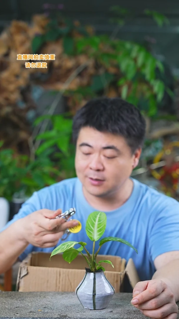 当前无花栽培后可以开花248乳脉千年芋T