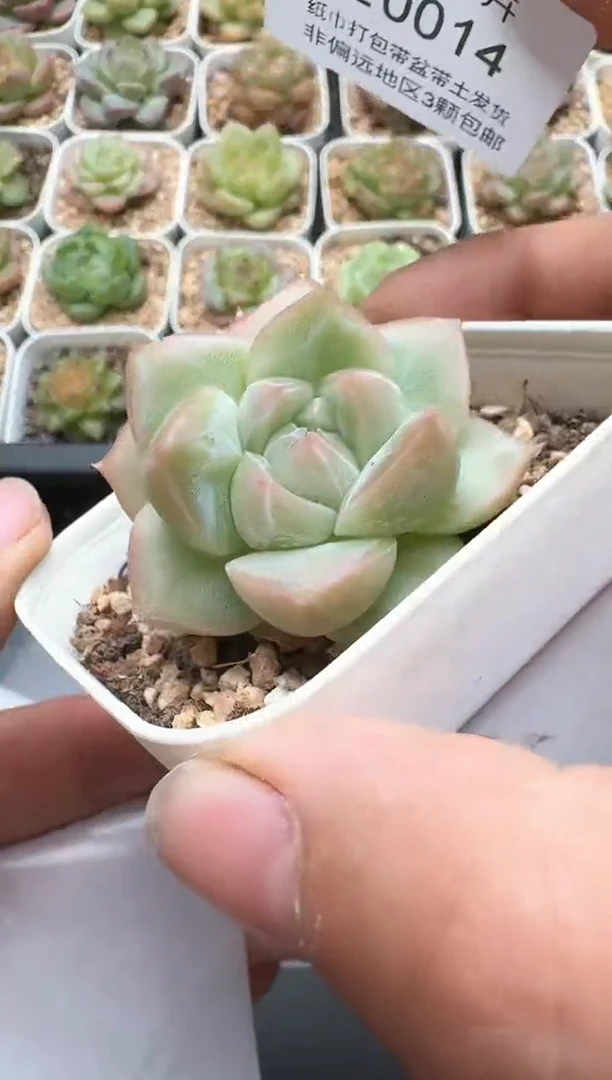 014E云禹多肉植物 带盆土纸巾打包 3颗包邮
