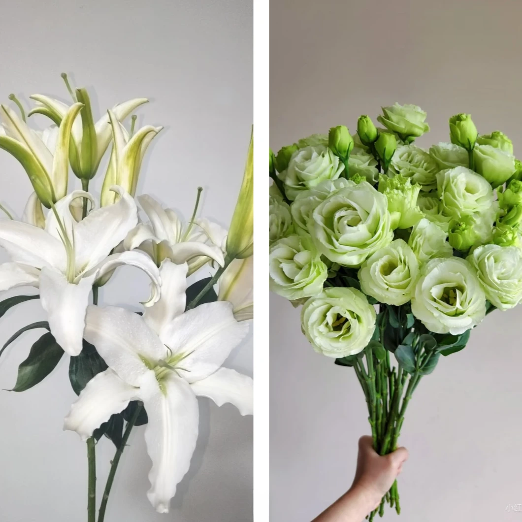 【白月光】宠粉专属组合 香水百合西伯利亚5支+洋桔梗300g（绿色）