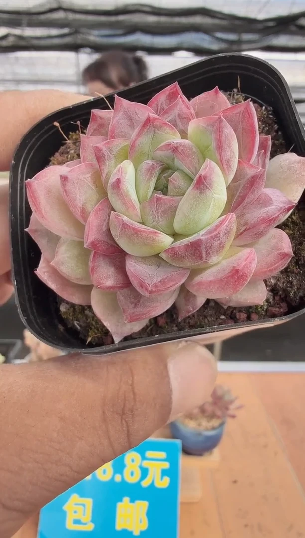 东云多肉园二店-264