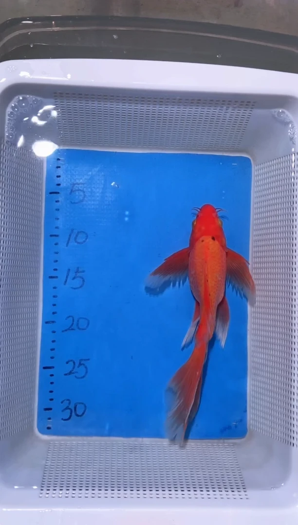 锦鲤锦鲤蝴蝶鲤鱼拍开箱视频包售后