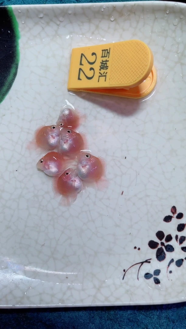 鹦鹉鱼1212123123123213213