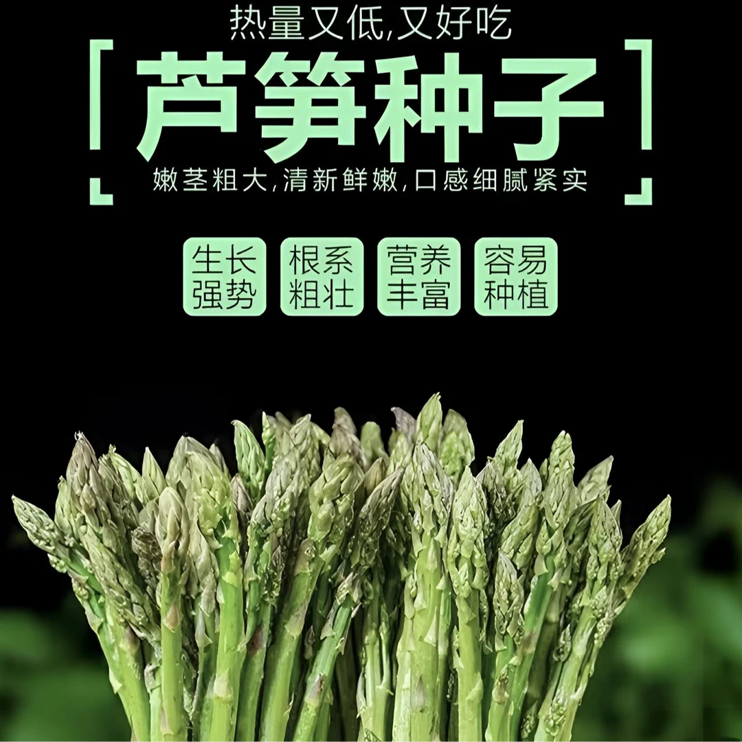 【芦笋种子】四季阳台盆栽嫩绿芦笋春秋庭院种植蔬菜种子