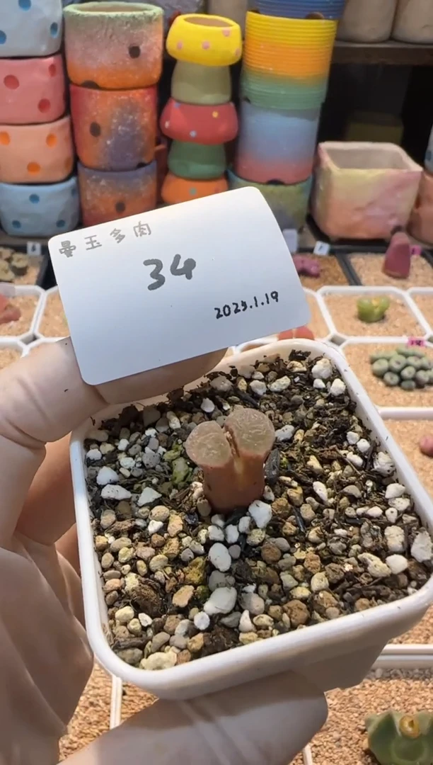 【闪购商品】25.1.19-34尹