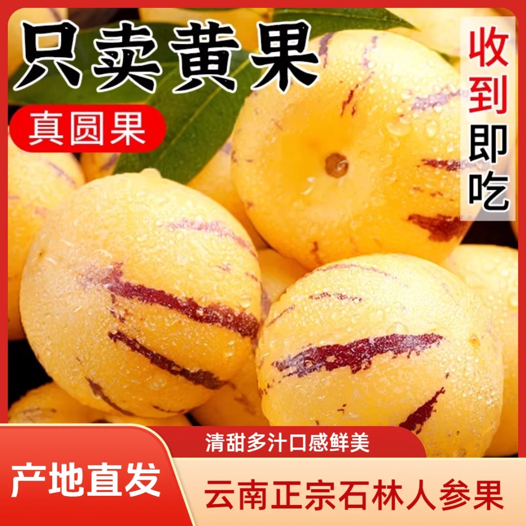 云南石林人参果树熟果现采现摘多汁水果 坏果包赔