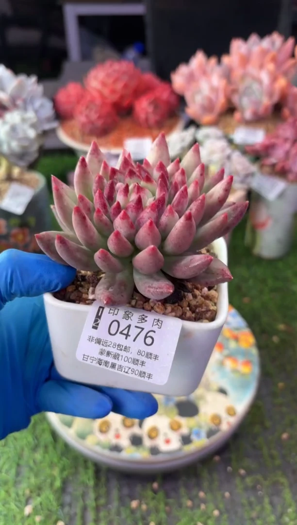 昆明印象多肉0476