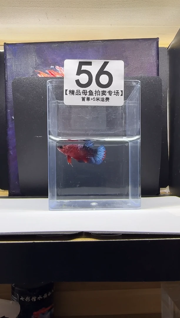 斗鱼母鱼编号：56