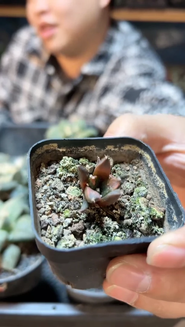 【闪购商品】9号实生牡丹锦1.9公分