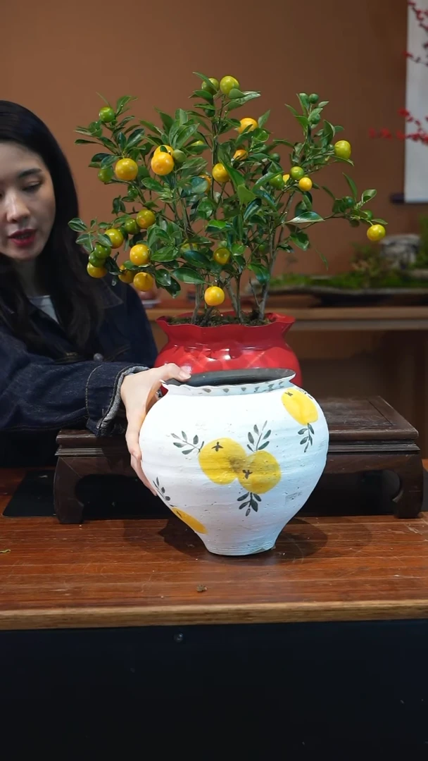 全部花朵小金橘盆景盆景盆景