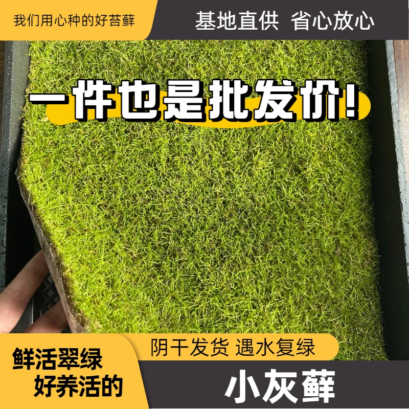 小灰藓鱼缸乌龟爬宠专用鲜活苔藓水陆雨林缸造景青苔盆景盆栽铺面