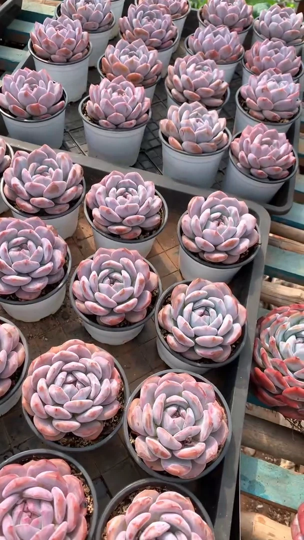 带盆土雪天使橙梦露2颗【2单包邮】