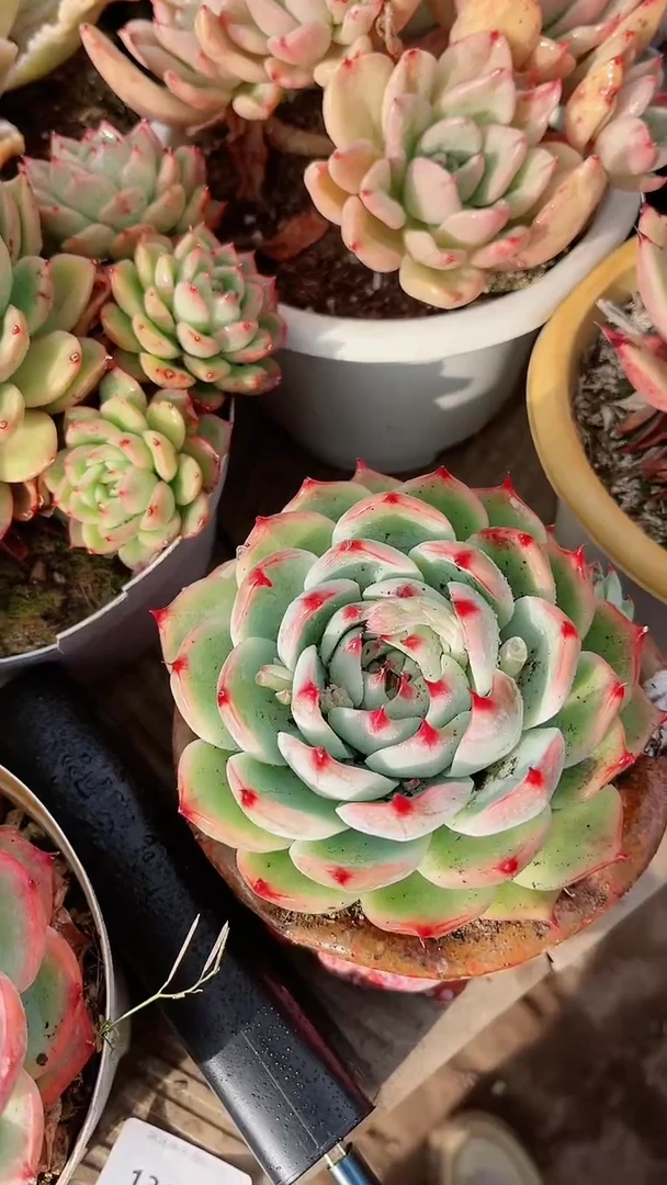 【闪购商品】13156